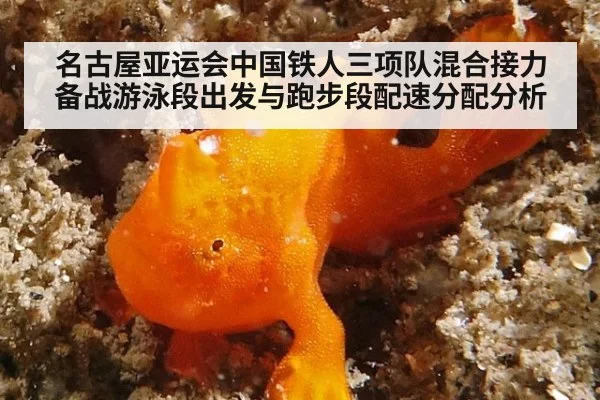 名古屋亚运会中国铁人三项队混合接力备战游泳段出发与跑步段配速分配分析
